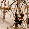 Weiße Weihnacht mit gläsernen Tropfen und Sternen aus Naturmaterial.